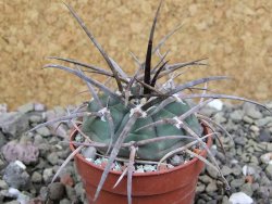 Gymnocalycium armatum LH1431 Pajcho centro, Tarija, pot 5,5 cm - 12401776