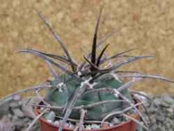 Gymnocalycium armatum LH1431 Pajcho centro, Tarija, pot 5,5 cm - 12401777