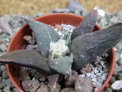 Ariocarpus confusus Dolores pot 5,5 cm cm Cites IA - 12401779