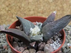 Ariocarpus confusus Dolores pot 5,5 cm cm Cites IA - 12401780