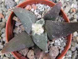 Ariocarpus confusus Dolores pot 5,5 cm cm Cites IA - 12401781