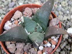 Ariocarpus confusus Dolores pot 5,5 cm cm Cites IA - 12401782