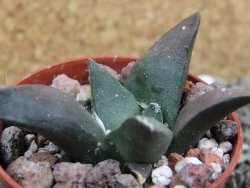 Ariocarpus confusus Dolores pot 5,5 cm cm Cites IA - 12401784