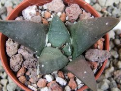 Ariocarpus confusus Dolores pot 5,5 cm cm Cites IA - 12401785