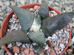 Ariocarpus confusus Dolores pot 5,5 cm cm Cites IA - 12401786