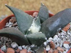 Ariocarpus confusus Dolores pot 5,5 cm cm Cites IA - 12401787