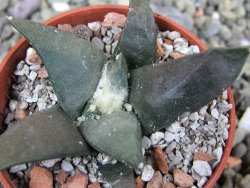 Ariocarpus confusus Dolores pot 5,5 cm cm Cites IA - 12401789