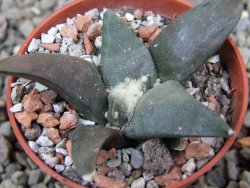 Ariocarpus confusus Dolores pot 5,5 cm cm Cites IA - 12401790