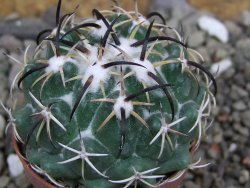 Coryphantha tripugionacantha Tepetatita pot 5,5 cm