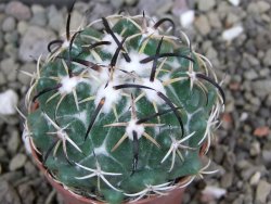 Coryphantha tripugionacantha Tepetatita pot 5,5 cm - 12401792