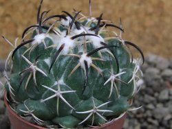 Coryphantha tripugionacantha Tepetatita pot 5,5 cm - 12401793