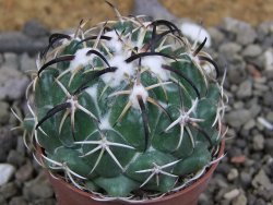 Coryphantha tripugionacantha Tepetatita pot 5,5 cm - 12401794