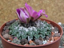 Ariocarpus kotschoubeyanus sladkovskii Rio Verde pot 6,5 cm - 12401798