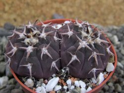 Gymnocalycium spegazzinii unguispinum, pot 5,5 cm - 12401800