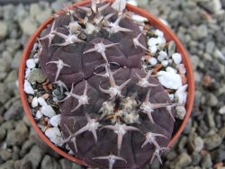 Gymnocalycium spegazzinii unguispinum, pot 5,5 cm - 12401801