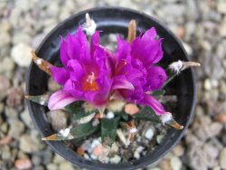 Ariocarpus agavoides pot 5,5 cm cites IA - 12401803