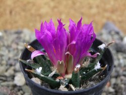 Ariocarpus agavoides pot 5,5 cm cites IA - 12401804