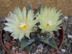 Ariocarpus trigonus pot 9 cm