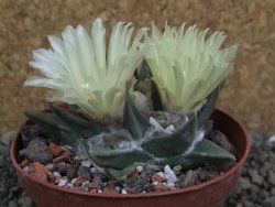 Ariocarpus trigonus pot 9 cm - 12401807