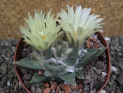 Ariocarpus trigonus pot 9 cm - 12401808