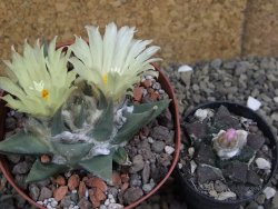 Ariocarpus trigonus pot 9 cm - 12401809