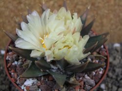 Ariocarpus trigonus pot 10 cm