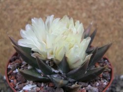 Ariocarpus trigonus pot 10 cm - 12401811