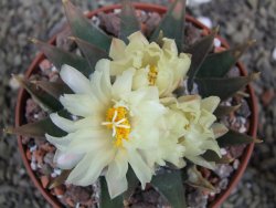 Ariocarpus trigonus pot 10 cm - 12401813