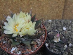 Ariocarpus trigonus pot 10 cm - 12401814