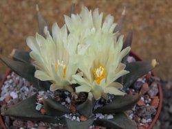 Ariocarpus trigonus pot 10 cm - 12401820