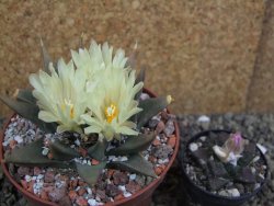 Ariocarpus trigonus pot 10 cm - 12401822