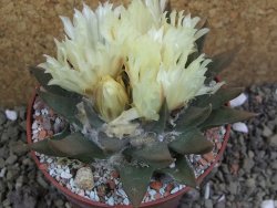 Ariocarpus trigonus pot 10 cm - 12401824