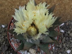 Ariocarpus trigonus pot 10 cm - 12401825