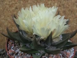 Ariocarpus trigonus pot 10 cm - 12401827