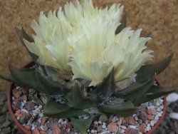 Ariocarpus trigonus pot 10 cm - 12401828