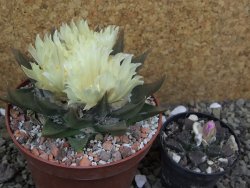 Ariocarpus trigonus pot 10 cm - 12401829