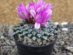 Ariocarpus kotschoubeyanus sladkovskii Rio Verde pot 5,5 cm - 12401834