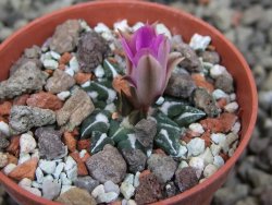 Ariocarpus kotschoubeyanus sladkovskii Rio Verde pot 5,5 cm - 12401835