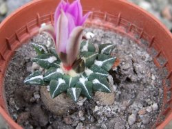 Ariocarpus kotschoubeyanus sladkovskii Rio Verde pot 5,5 cm - 12401837