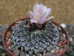 Ariocarpus kotschoubeyanus albiflorus Tula pot 6,5 cm - 12401840