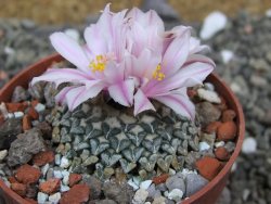 Ariocarpus kotschoubeyanus albiflorus Tula pot 6,5 cm - 12401844