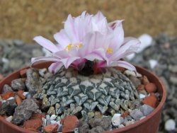 Ariocarpus kotschoubeyanus albiflorus Tula pot 6,5 cm