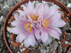 Ariocarpus kotschoubeyanus albiflorus Tula pot 6,5 cm - 12401846