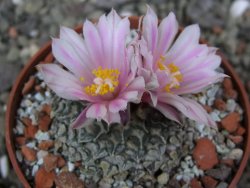 Ariocarpus kotschoubeyanus albiflorus Tula pot 6,5 cm - 12401847