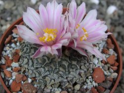 Ariocarpus kotschoubeyanus albiflorus Tula pot 6,5 cm - 12401848