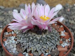 Ariocarpus kotschoubeyanus albiflorus Tula pot 6,5 cm