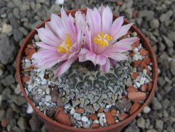 Ariocarpus kotschoubeyanus albiflorus Tula pot 6,5 cm - 12401851