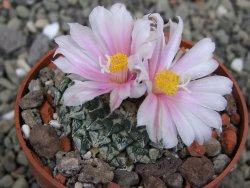 Ariocarpus kotschoubeyanus albiflorus Tula pot 6,5 cm - 12401852