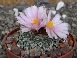 Ariocarpus kotschoubeyanus albiflorus Tula pot 6,5 cm - 12401853