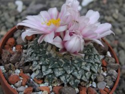 Ariocarpus kotschoubeyanus albiflorus Tula pot 6,5 cm